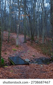 Leaf covered forest path leading toward small wooden bridge across shallow stream.