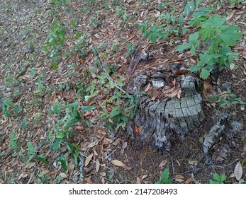 Leaf Covered Ground With An Old Tree Stump As An Open Space With Foilage Rustic Grunge Looking Background And Open Space. 