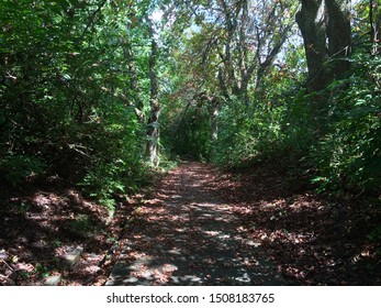 leaf covered path in the forest 