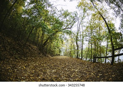 Leaf Covered Road