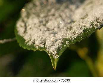 leaf covered with snow