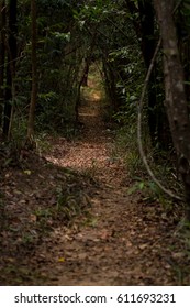 Leaf covered track path through dense forest jungle. Conceptual route direction way forward.