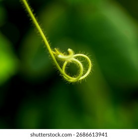 A leaf with a curled tip is shown in the image. The leaf is green and has a distinct curled tip, which gives it a unique appearance. The leaf is positioned in the foreground