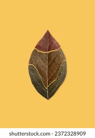 Leaf cut in three pieces, three different colors of autumn. Maroon, brown, and dark green colors of dry leaf. Photographed in studion on orange background.