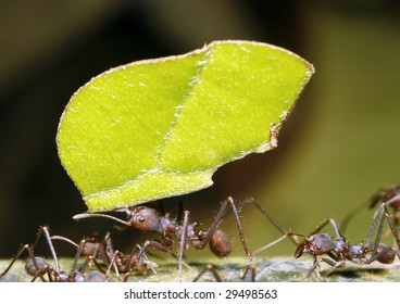 Leaf Cutter Ant