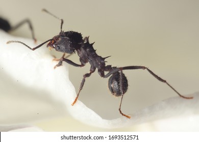 Leaf Cutter Ant Acromyrmex Lundi 