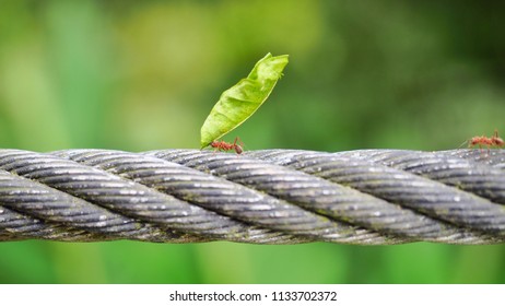 Leaf Cutter Ant Is Carrying Leaf.
