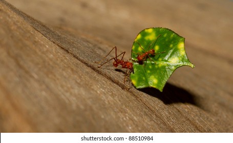 An Leaf Cutter Ant Is Carrying A Leaf