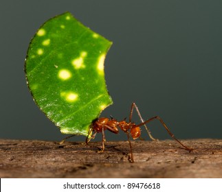 A Leaf Cutter Ant Is Carrying A Leaf