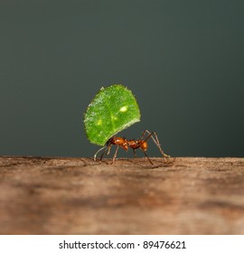 A Leaf Cutter Ant Is Carrying A Leaf