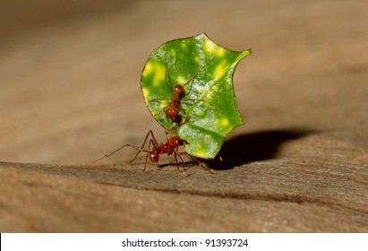 A Leaf Cutter Ant Is Carrying A Leaf