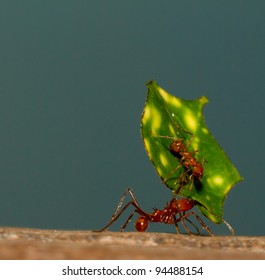 A Leaf Cutter Ant Is Carrying A Leaf