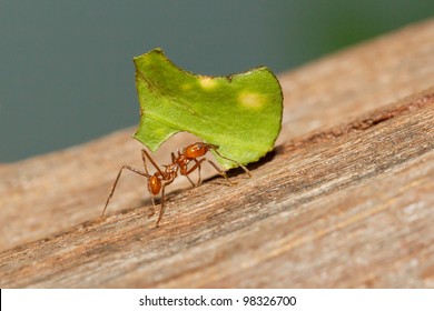 A Leaf Cutter Ant In A Dutch Zoo