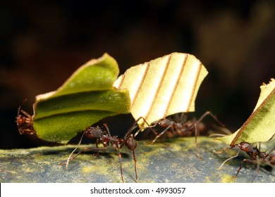 Leaf Cutter Ants