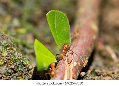 Leaf Cutter Ants, Arenal, Costa Rica