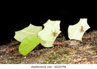 Leaf Cutter Ants (Atta Sp.)