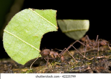 Leaf Cutter Ants (Atta Sp.)