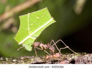  Leaf Cutter Ants (Atta Sp.)