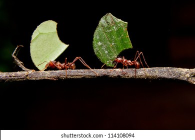 Leaf Cutter Ants, Carrying Leaf, Black Background.