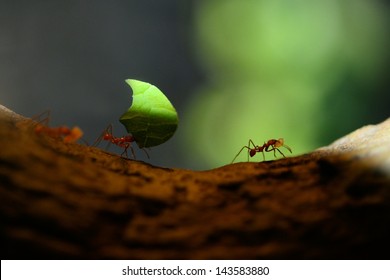 Leaf Cutter Ants, Carrying Leaf, Black Background.