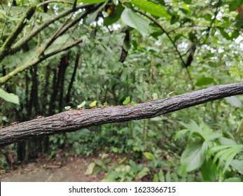 Leaf Cutter Ants Carrying Leaves And Transporting Them