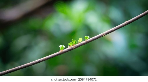 Hormigas cortadoras de hojas que llevan hojas en la rama en la selva. Atta Cefalotes.