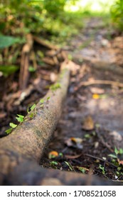 Leaf cutter ants marching in single file along a piece of wood.