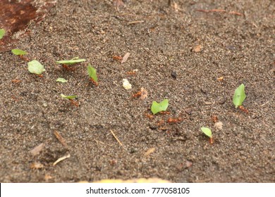 Leaf cutter ants at work, transporting small pieces of cutted leaves to their anthill . Leaf-Cutting Ants (Atta cephalotes) are also known with the spanish name zampopas. Costa Rica.