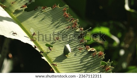 
Leaf cutter ants,with the first rays of the sun cutting and transporting pieces of leaves. With a slightly dark background.You can see the shadows cast by their moving bodies.