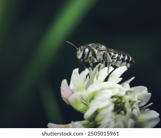 Leaf cutter bee on white crown vetch flower - Powered by Shutterstock - Get 15% off with code: PIKWIZARD15