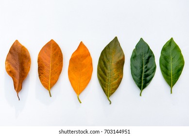 105,374 Dead green leaves Images, Stock Photos & Vectors | Shutterstock