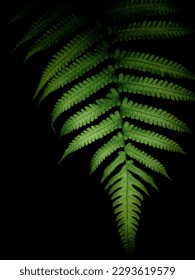 Leaf in the dark night