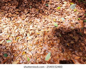 leaf in darkness rain forest 