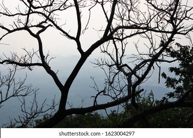 Leaf Deciduous Tree On Yercaud Hill,salem,india