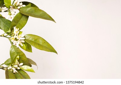 leaf decoration background concept