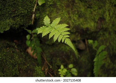 Leaf detail of lush wild plantlife on the Big Island of Hawaii.