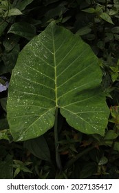 Leaf detail of lush wild plantlife on the Big Island of Hawaii.