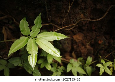 Leaf detail of lush wild plantlife on the Big Island of Hawaii.
