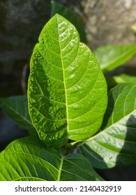 
A Leaf With Dew Point In The Morning