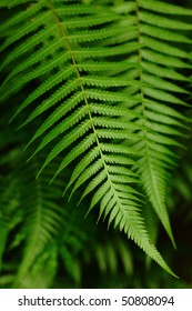 Leaf , Dicksoniaceae , Cibotium Barometz , Lamb Of Tartary