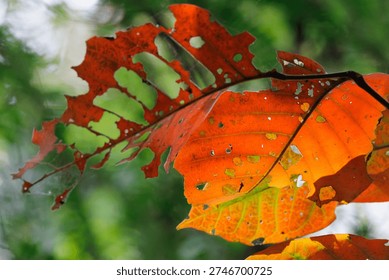 Leaf displaying damage from insects with bright colors and natural holes in chiang mai, thailand