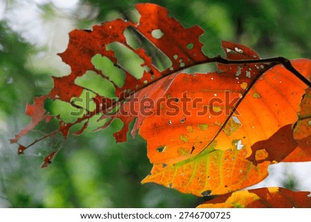 Leaf displaying damage from insects with bright colors and natural holes in chiang mai, thailand