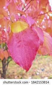 A Leaf Of A Dogwood Tree In The Fall