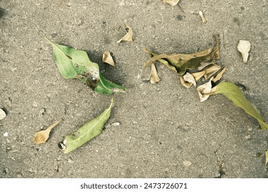 Leaf droped with the greybackground