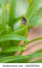 leaf with drops Agapanthus lily nile agapanthus bud among fresh green leaves top view close-up copy space - Shutterstock ID 2202359361