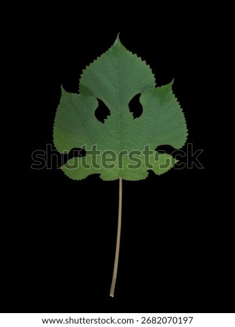 Leaf, dryleaf, art, color,  isolate 