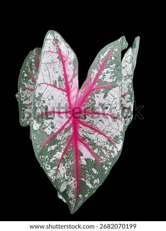 Leaf, dryleaf, art, color,  isolate 