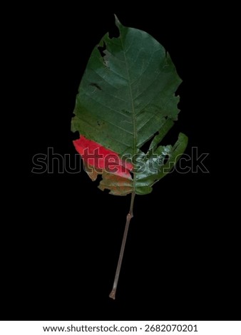 Leaf, dryleaf, art, color,  isolate 
