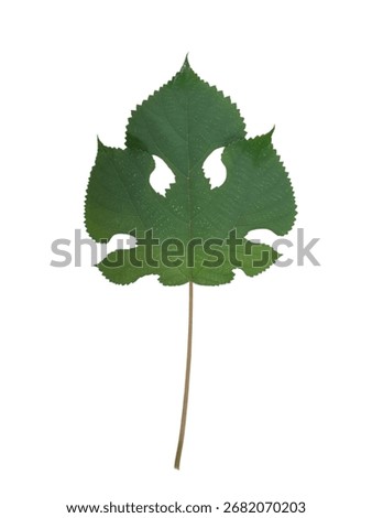 Leaf, dryleaf, art, color,  isolate 