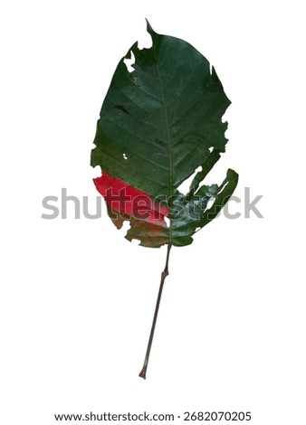 Leaf, dryleaf, art, color,  isolate 